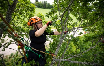 Arboristi_hyria_henri.enroos